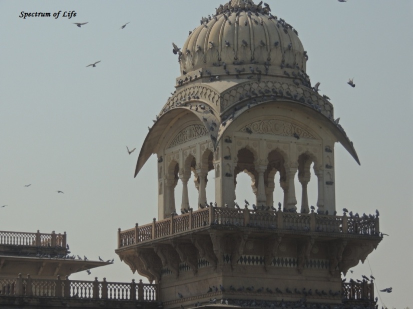 Pigeons galore on top of a Dome